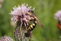 Philanthus triangulum