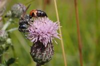 Epeoloides coecutiens