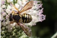 Trachusa interrupta