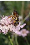 Trachusa interrupta