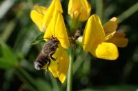 Megachile rotundata
