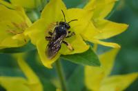 Macropis europaea