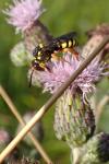 Nomada flavopicta