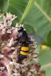 Scolia hirta