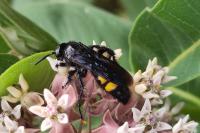 Scolia hirta