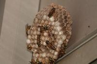 Polistes dominula