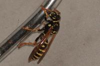 Polistes dominula