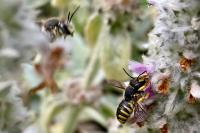 Anthidium manicatum