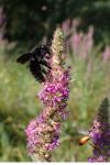 Xylocopa violacea