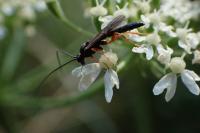 Ancistrocerus gazella