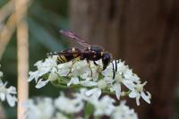 Ancistrocerus gazella