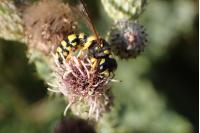 Cerceris arenaria