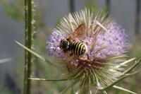 Trachusa interrupta
