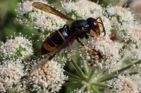 Vespa velutina