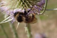 Bombus ruderarius