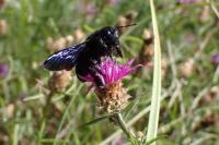 Xylocopa violacea