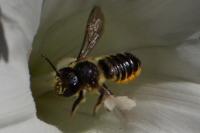 Megachile centuncularis