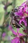 Anthidium septemspinosum
