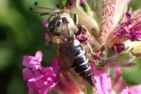 Coelioxys conoideus