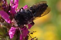 Coelioxys afer
