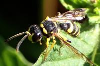 Cerceris arenaria