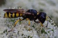 Ectemnius cephalotes