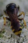 Ectemnius cephalotes