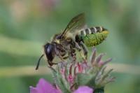 Megachile centuncularis