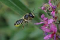 Megachile centuncularis