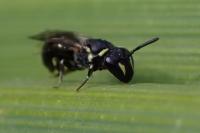 Hylaeus communis