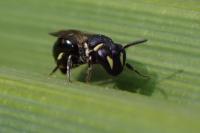 Hylaeus communis
