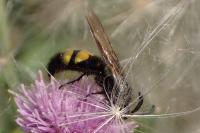 Scolia hirta