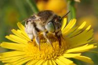 Anthophora bimaculata