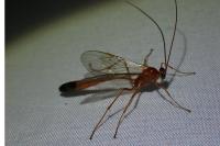 Enicospilus ramidulus
