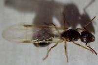 Aphaenogaster subterranea