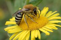 Colletes hederae