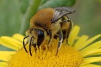 Colletes hederae