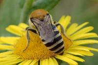 Colletes hederae