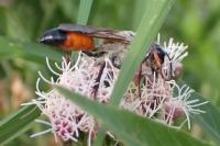 Sphex funerarius