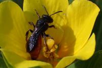Sphecodes albilabris