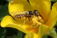 Philanthus triangulum