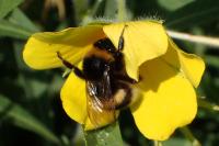 Bombus terrestris
