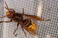 Vespa crabro