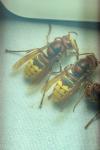 Vespa crabro