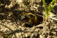 Colletes hederae