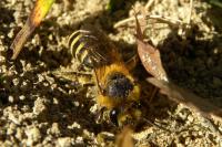Colletes hederae