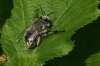 Anthophora plumipes