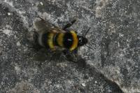 Bombus hortorum