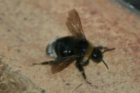 Bombus sylvestris
