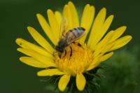 Apis mellifera
